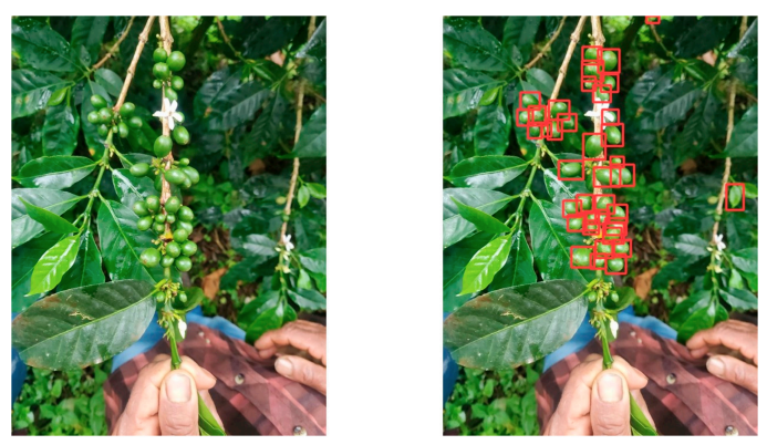 Recuento de los frutos del café a escala geográfica con smartphones e inteligencia artificial Recuento de los frutos del café a escala geográfica con smartphones e inteligencia artificial